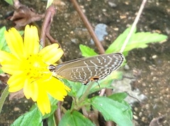 Jamides alecto alocina