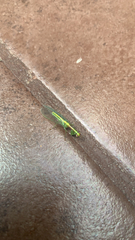 Zeugomantispa minuta