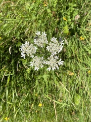 Heracleum sphondylium sphondylium