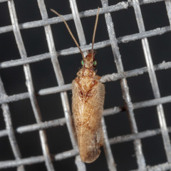 Sympherobius barberi