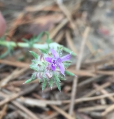 Ipomopsis multiflora