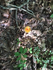 Amanita parcivolvata