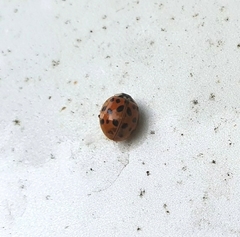 Harmonia axyridis
