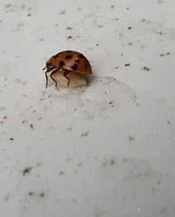 Harmonia axyridis