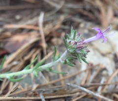 Ipomopsis multiflora