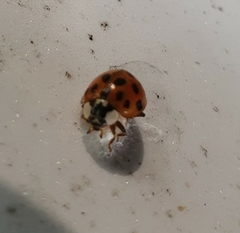 Harmonia axyridis