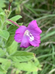 Epilobium hirsutum