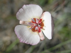 Calochortus palmeri