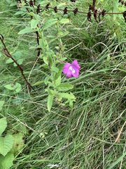 Epilobium hirsutum