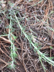 Ipomopsis multiflora