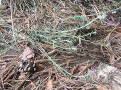 Ipomopsis multiflora