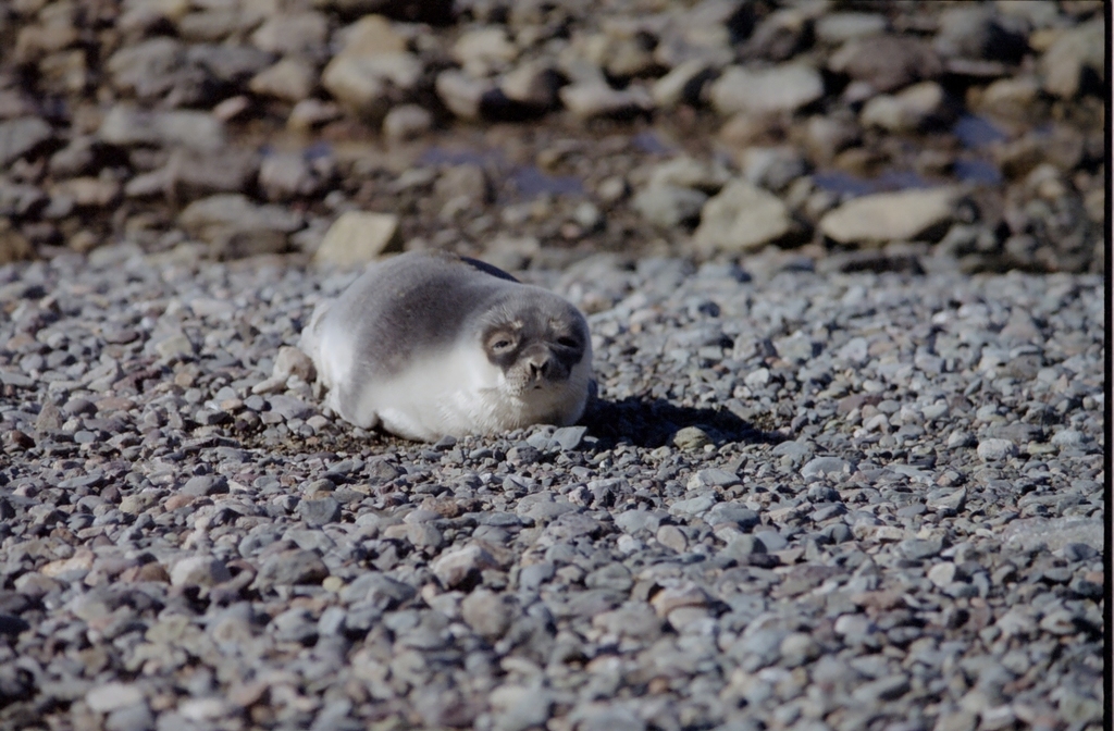 Hooded Seal