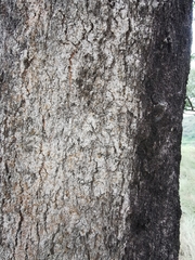 Quercus viminea