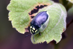 Physonota calcarata