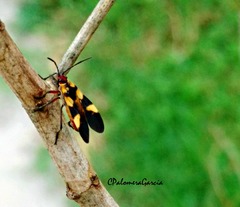 Oncopeltus cingulifer