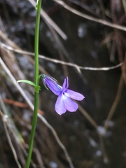 Lobelia anatina