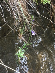 Lobelia anatina