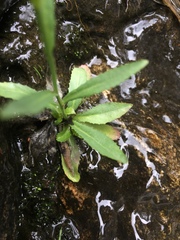 Lobelia anatina