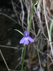 Lobelia anatina