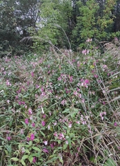 Impatiens glandulifera