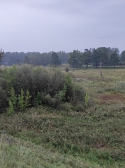 Impatiens glandulifera