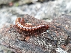 Strongylosoma