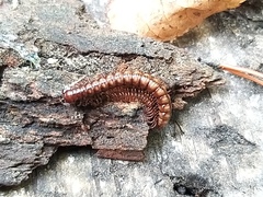 Strongylosoma