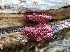 Arcyria stipata