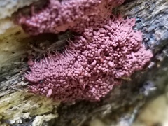 Arcyria stipata