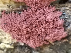 Arcyria stipata