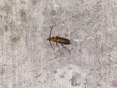 Pseudozonitis vittipennis