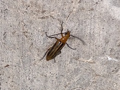 Pseudozonitis vittipennis