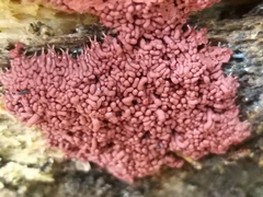 Arcyria stipata