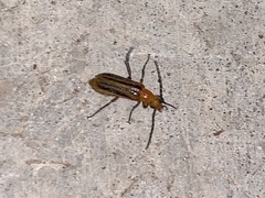 Pseudozonitis vittipennis