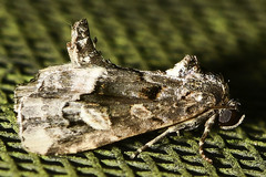 Homophoberia apicosa