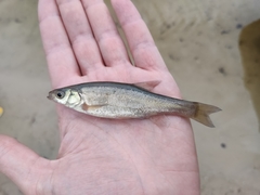 Rhynchocypris percnurus