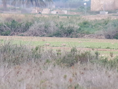 Pterocles orientalis