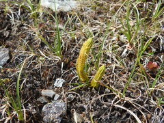 Huperzia appressa