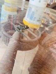 Lithobates catesbeianus