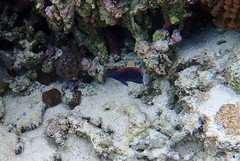 Pomacentrus bankanensis