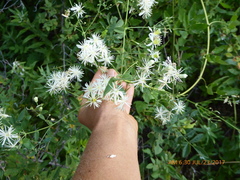 Clematis pauciflora