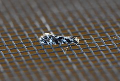 Nemapogon granella