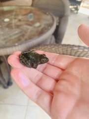 Lithobates catesbeianus