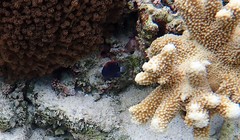 Pomacentrus bankanensis