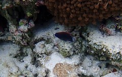 Pomacentrus bankanensis