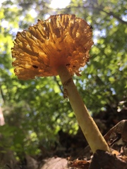 Amanita parcivolvata