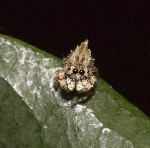 Phyaces comosus
