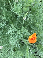 Eschscholzia