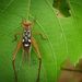 黃斑鐘蟋蟀 - Photo 由 Torbjorn von Strokirch 所上傳的 (c) Torbjorn von Strokirch，保留部份權利CC BY-NC