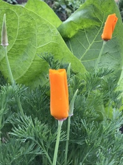 Eschscholzia